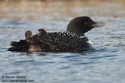 LOONS AND GREBES